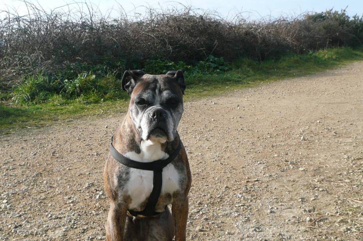 root's - Boxer (9 ans)