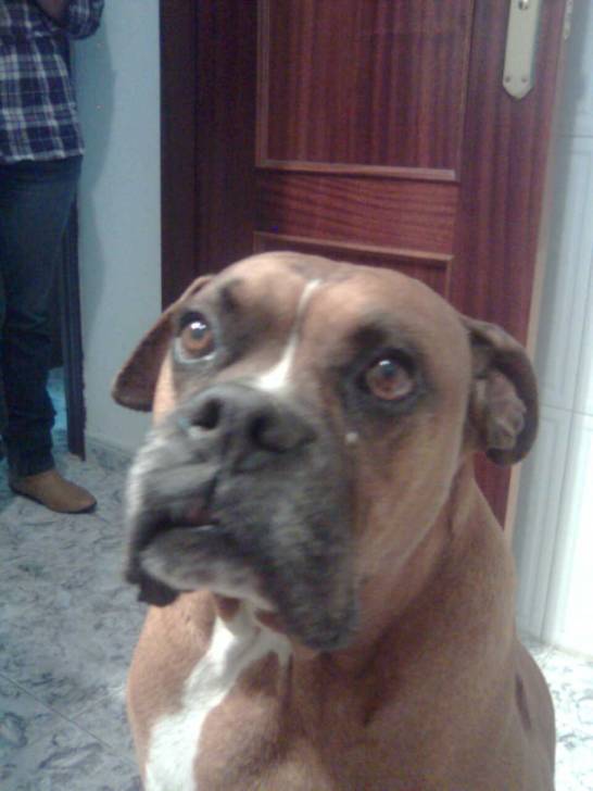 Duke - Boxer Mâle (12 ans)