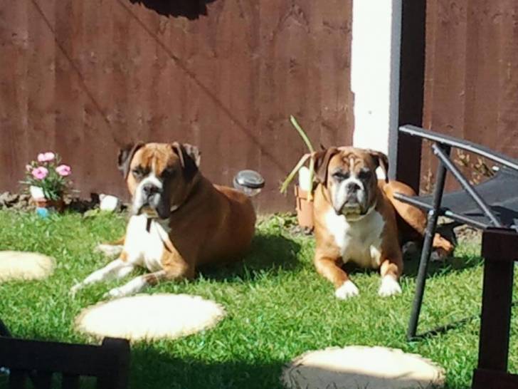 Ellie and Bruno - Boxer (8 ans)