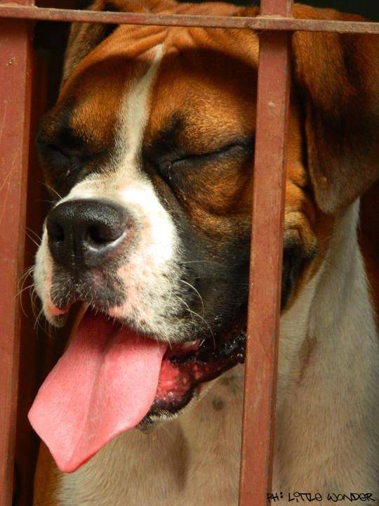 pucho - Boxer Mâle (2 ans)