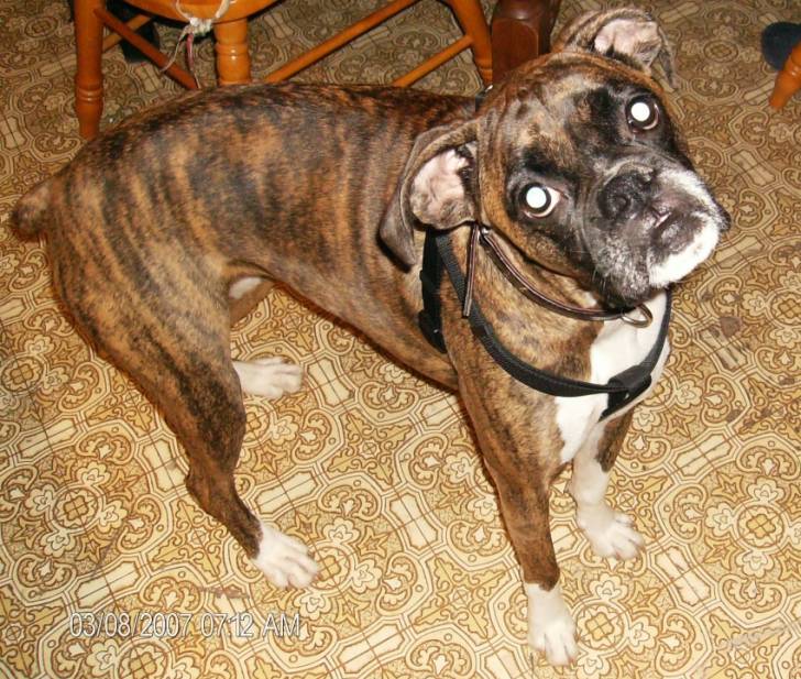 Rosie - Boxer (5 ans)