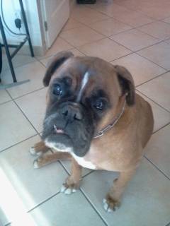 Vénus - Boxer (10 ans)