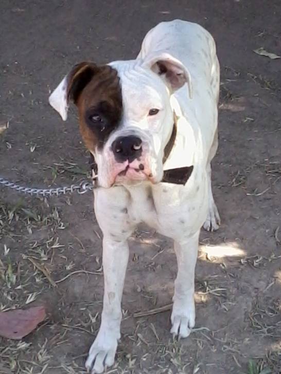 jeni - Boxer (1 an)