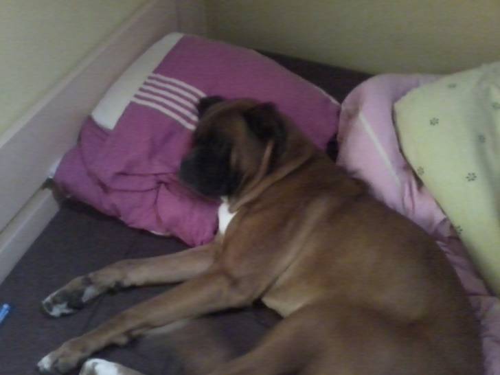 Bounty - Boxer Mâle (4 ans)