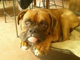 dolf - Boxer Mâle (2 ans)