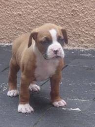duke - Boxer Mâle (11 mois)