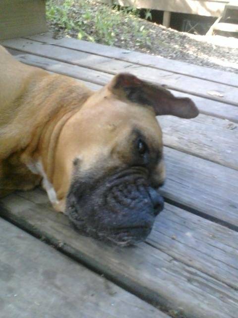 My Dog - Boxer (9 ans)
