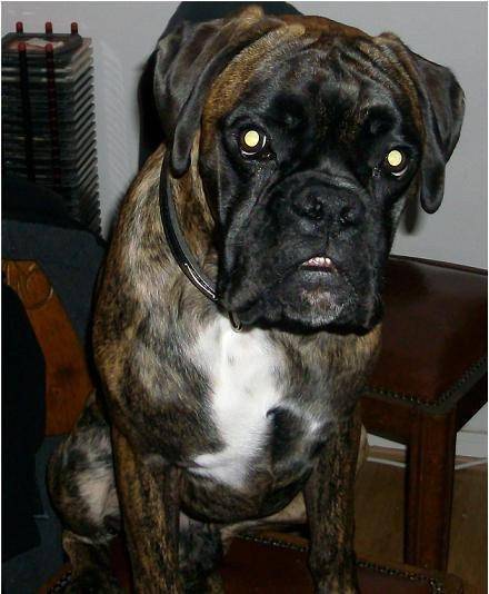 Diego - Boxer Mâle (1 mois)