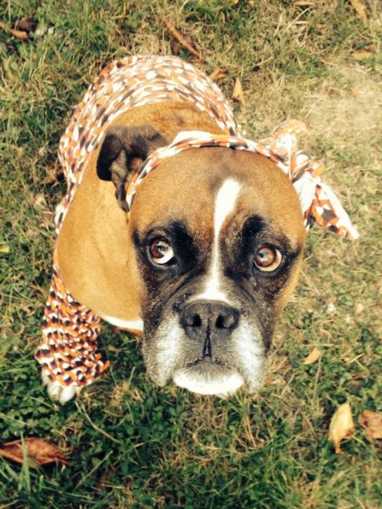 ma lola - Boxer (6 ans)