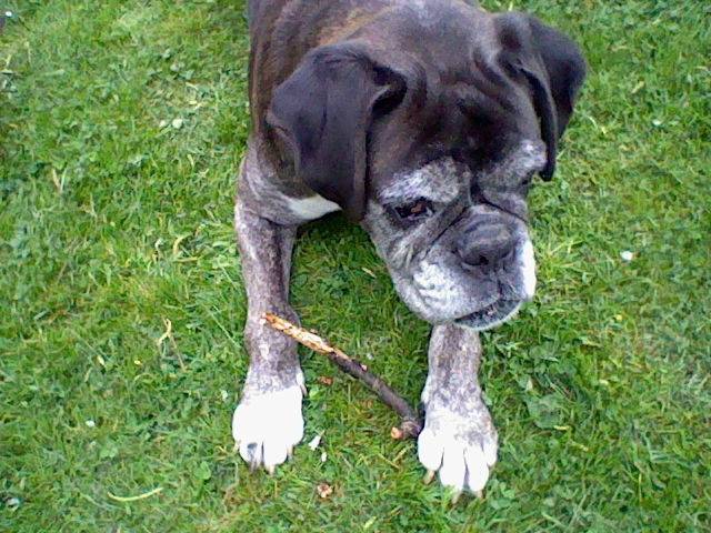 oxiane - Boxer (10 ans)