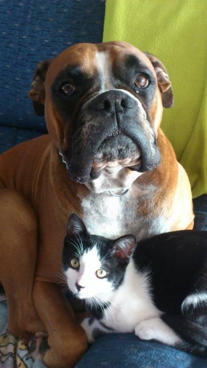 sanito y willy - Boxer Mâle (6 ans)