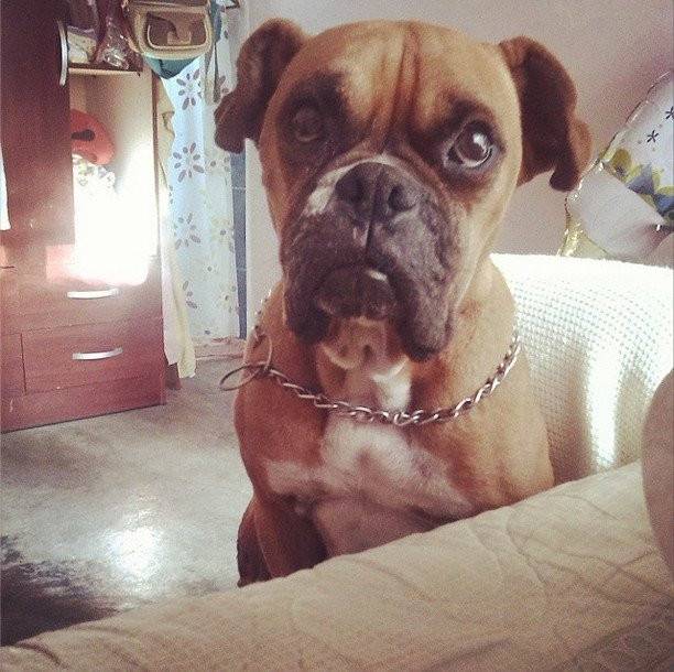 Isis SDO - Boxer (9 ans)
