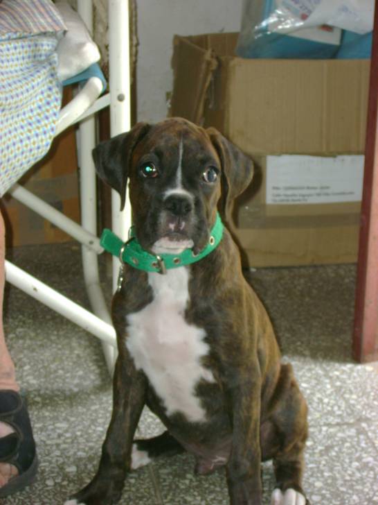 Merlin - Boxer Mâle (2 ans)