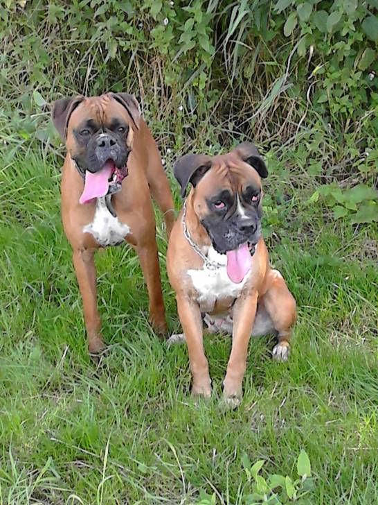 gandy et fiona - Boxer