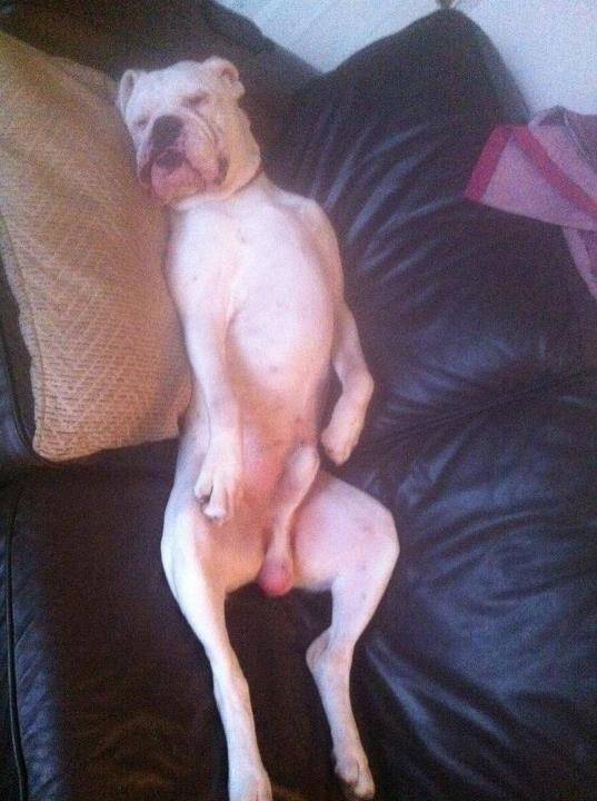 Sherlock - Boxer Mâle