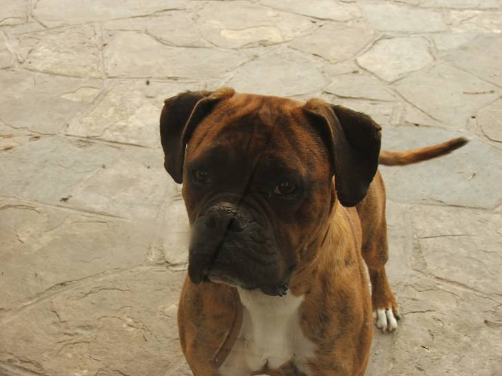 daria - Boxer (1 an)