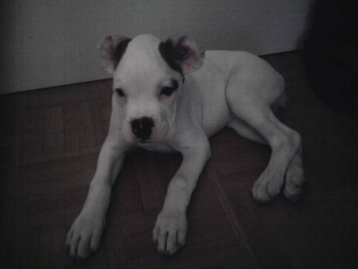 foxie - Boxer (1 an)