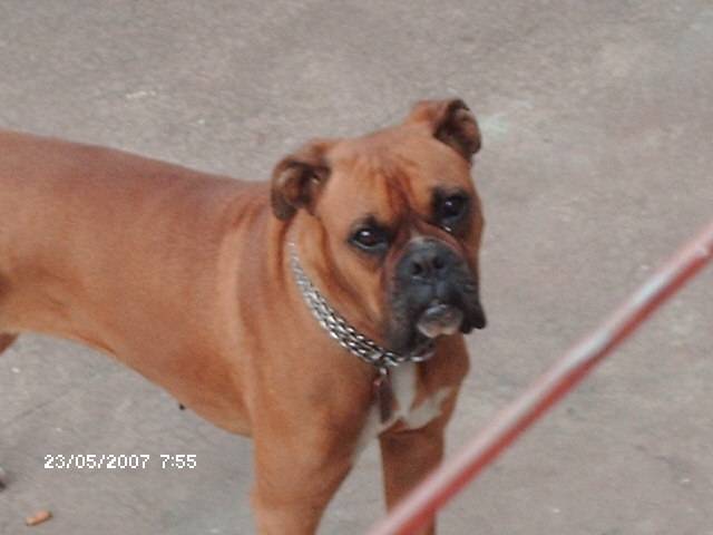 Maya - Boxer (6 ans)