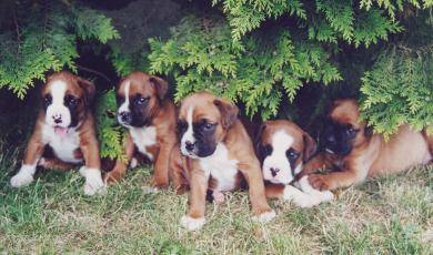 Boxer - Boxer