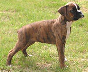 Boxer - Boxer