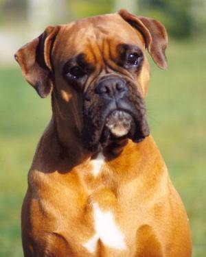 Boxer - Boxer