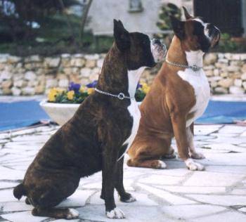 Boxer - Boxer
