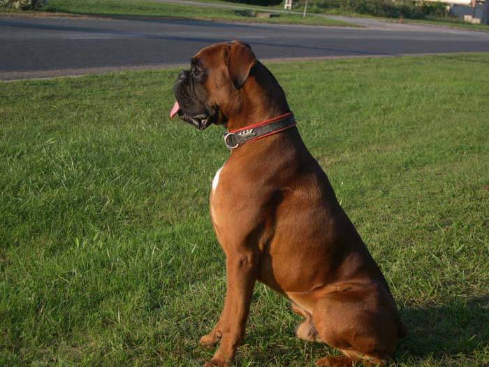 atlas - Boxer