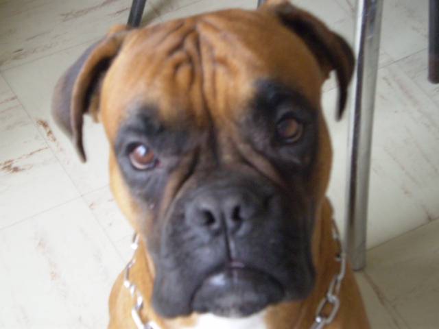 EROS - Boxer