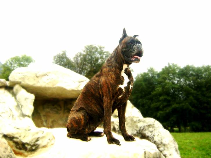 Shance - Boxer (9 ans)