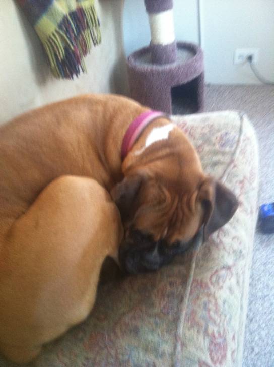 Layla - Boxer (8 ans)