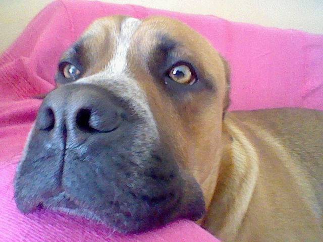 Néo - Boxer Mâle (1 mois)