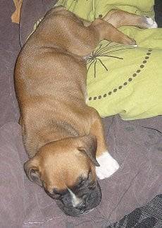 Duke - Boxer Mâle (2 ans)