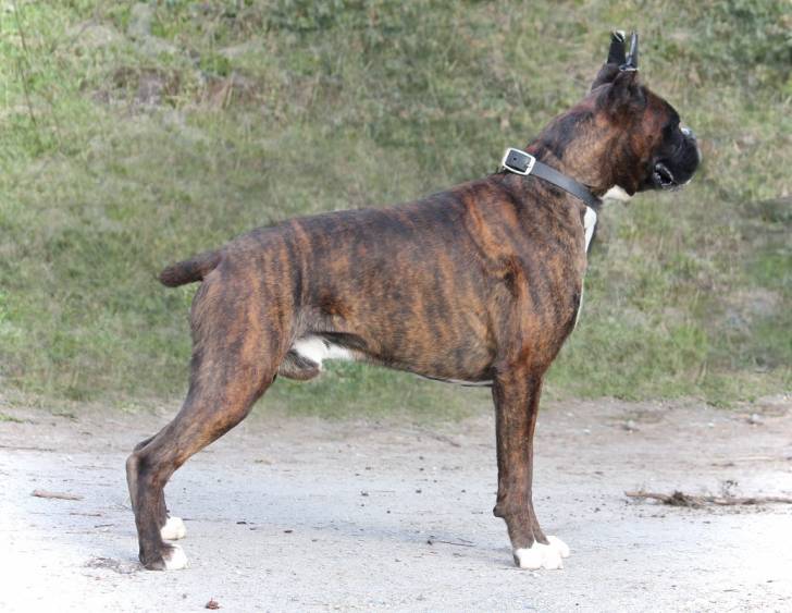 Benny at 2 years of age - Boxer Mâle (2 ans)