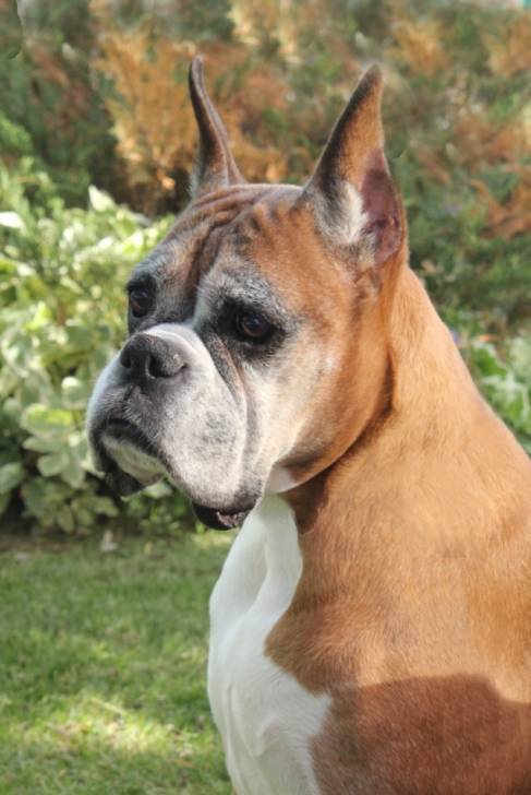 Honey... 9 years of age - Boxer (9 ans)