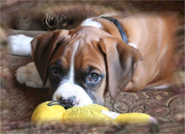 Moses at 8 weeks of age. - Boxer Mâle (2 mois)