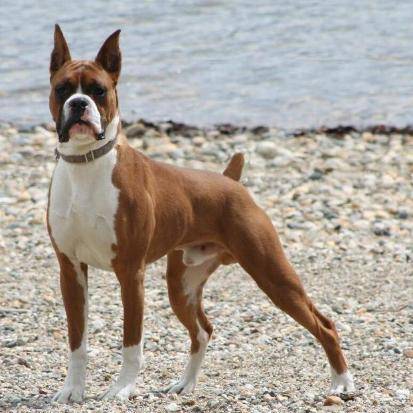 Moses at 1 year of age - Boxer Mâle (1 an)