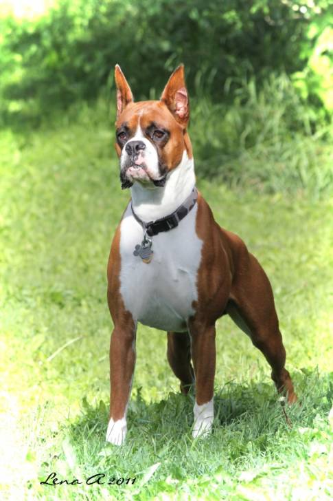 Moses all grown up - Boxer Mâle (3 ans)