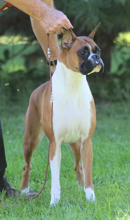 Princess at two years of age - Boxer (2 ans)