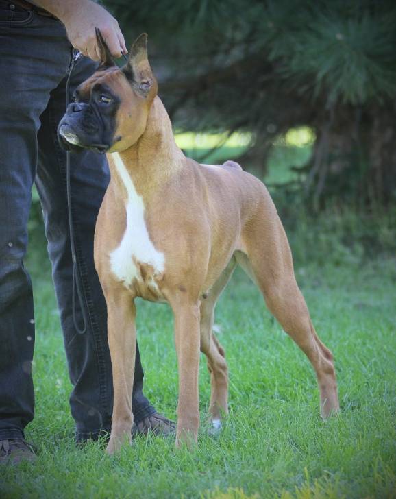 Kitty, at 2 years of age - Boxer (2 ans)