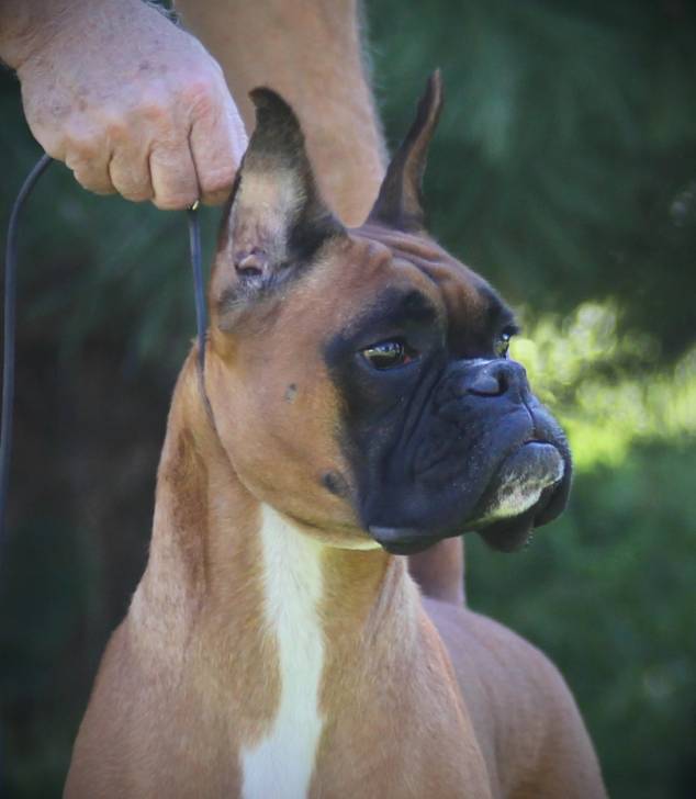 Kitty, at 2 years of age. Head shot - Boxer (2 ans)