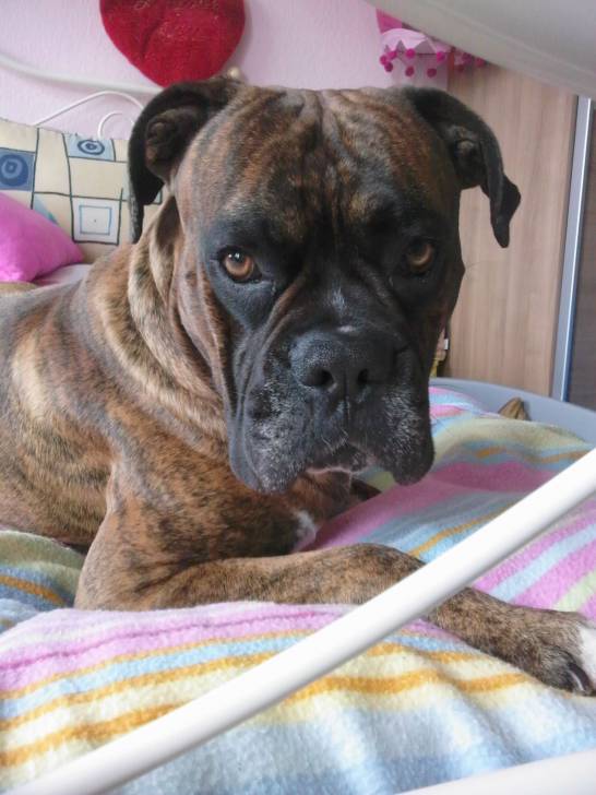 Diego - Boxer Mâle (5 ans)