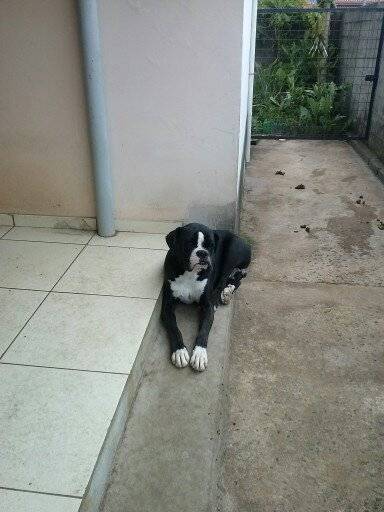 Zeus - Boxer Mâle (1 an)
