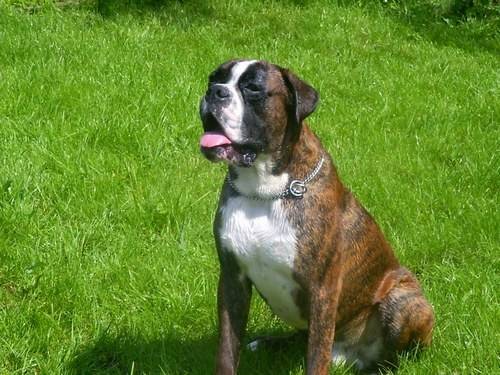 nougat - Boxer Mâle (2 ans)