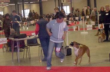 Boxer - Boxer
