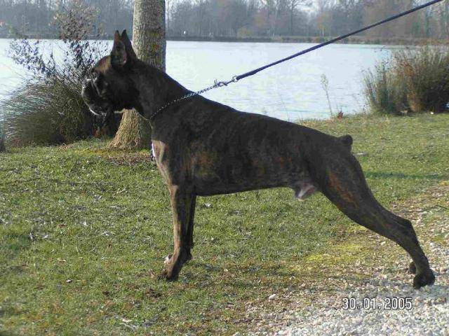 boxer ulrick du val d'europe - Boxer