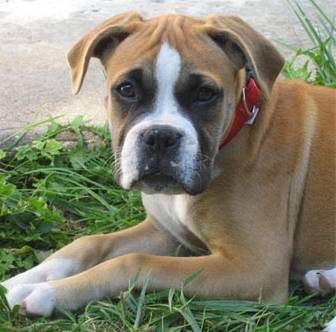 boxer - Boxer