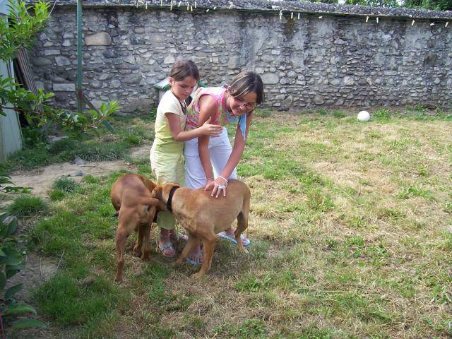boxer ulka et orka - Boxer