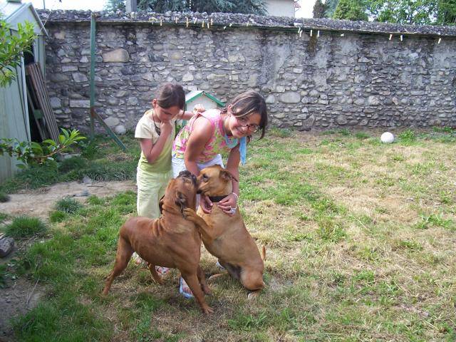 boxer ulka et orka - Boxer