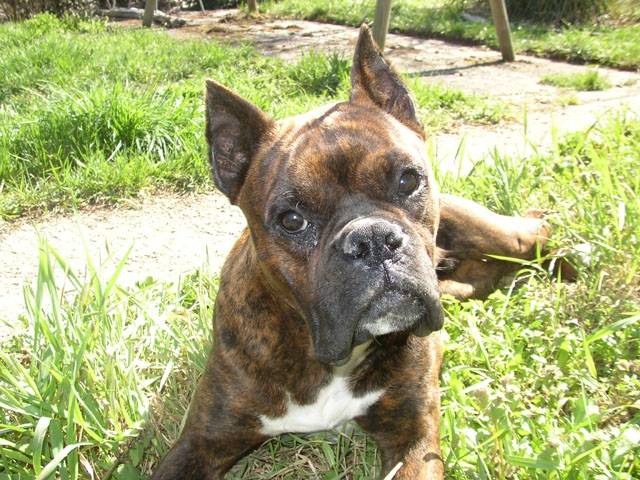 Boxer - Ulko - Boxer