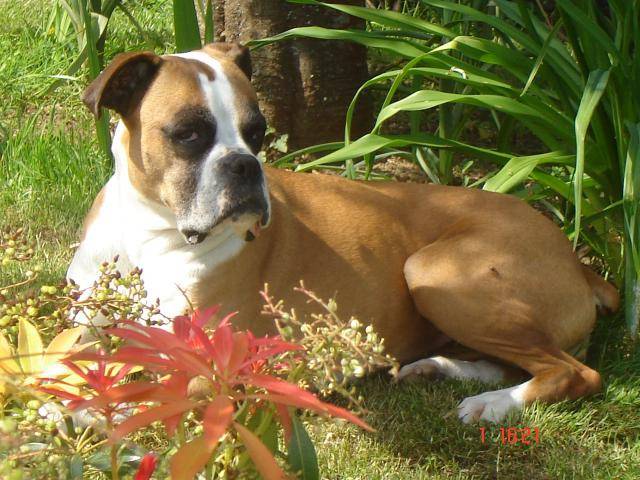 Boxer Patsy - Boxer